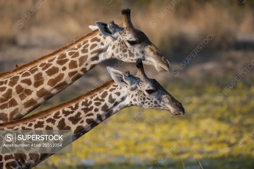 Portrait of Thornicroft's Giraffes (giraffa camelopardalis thornicrofti) in South Luangwa National Park in eastern Zambia.