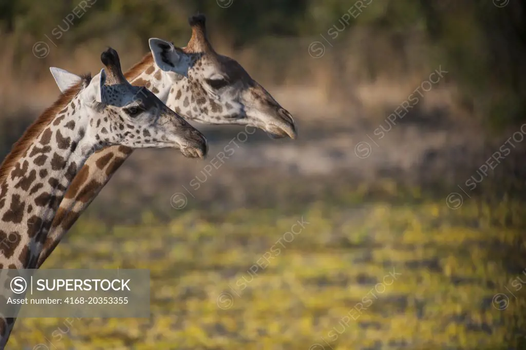 Portrait of Thornicroft's Giraffes (giraffa camelopardalis thornicrofti) in South Luangwa National Park in eastern Zambia.