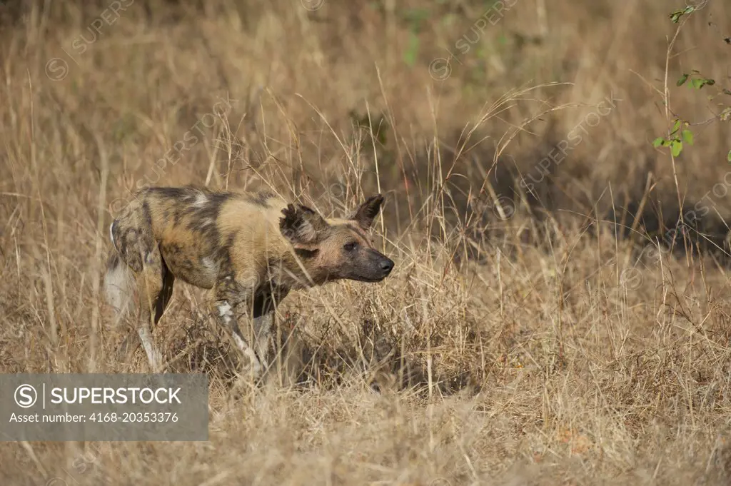 African wild dog (Lycaon pictus) stalking through high grass in South Luangwa National Park in eastern Zambia.