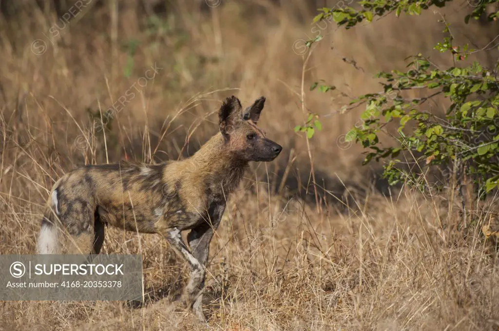 African wild dog (Lycaon pictus) walking through high grass in South Luangwa National Park in eastern Zambia.