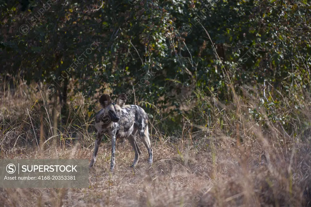 African wild dog (Lycaon pictus) alpha female in a wooded area close to the den in South Luangwa National Park in eastern Zambia.