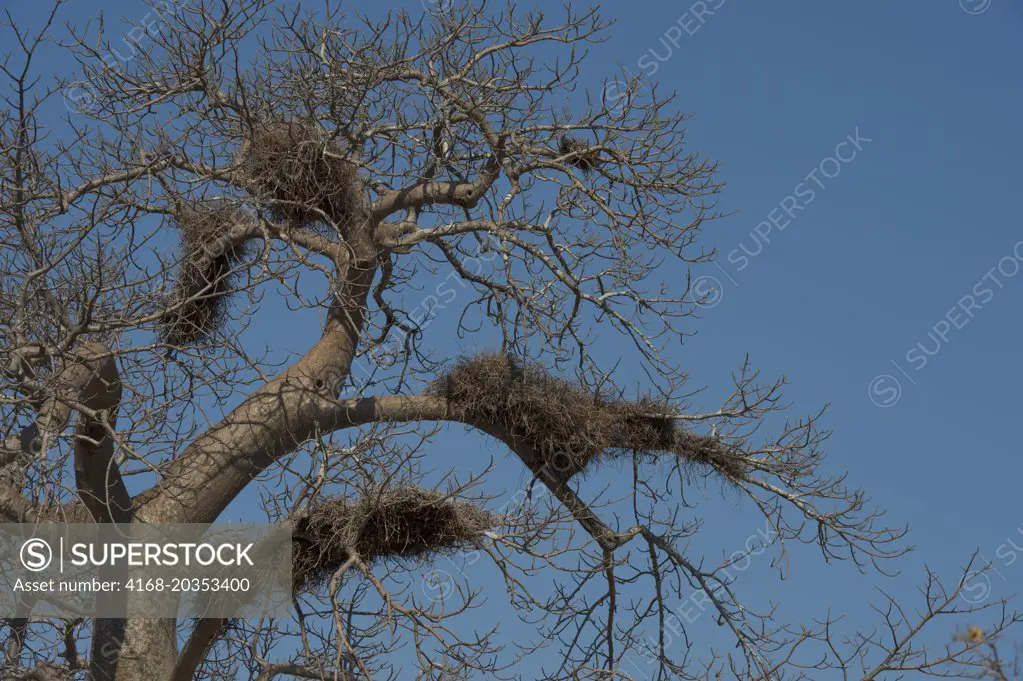 Communal Buffalo weaver nest in a tree in South Luangwa National Park in eastern Zambia.