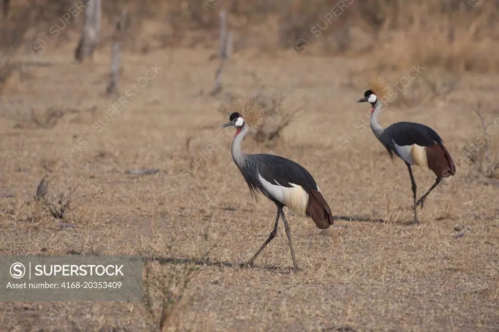 Crowned cranes (Balearica pavonina) searching for food in grassland in South Luangwa National Park in eastern Zambia.