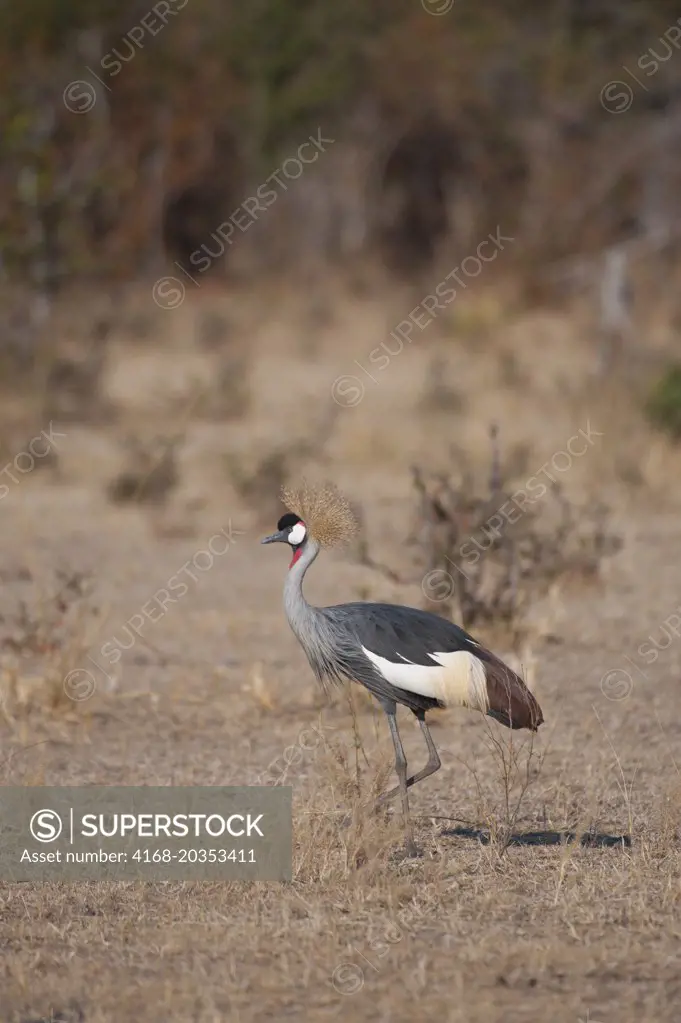 Crowned crane (Balearica pavonina) searching for food in grassland in South Luangwa National Park in eastern Zambia.
