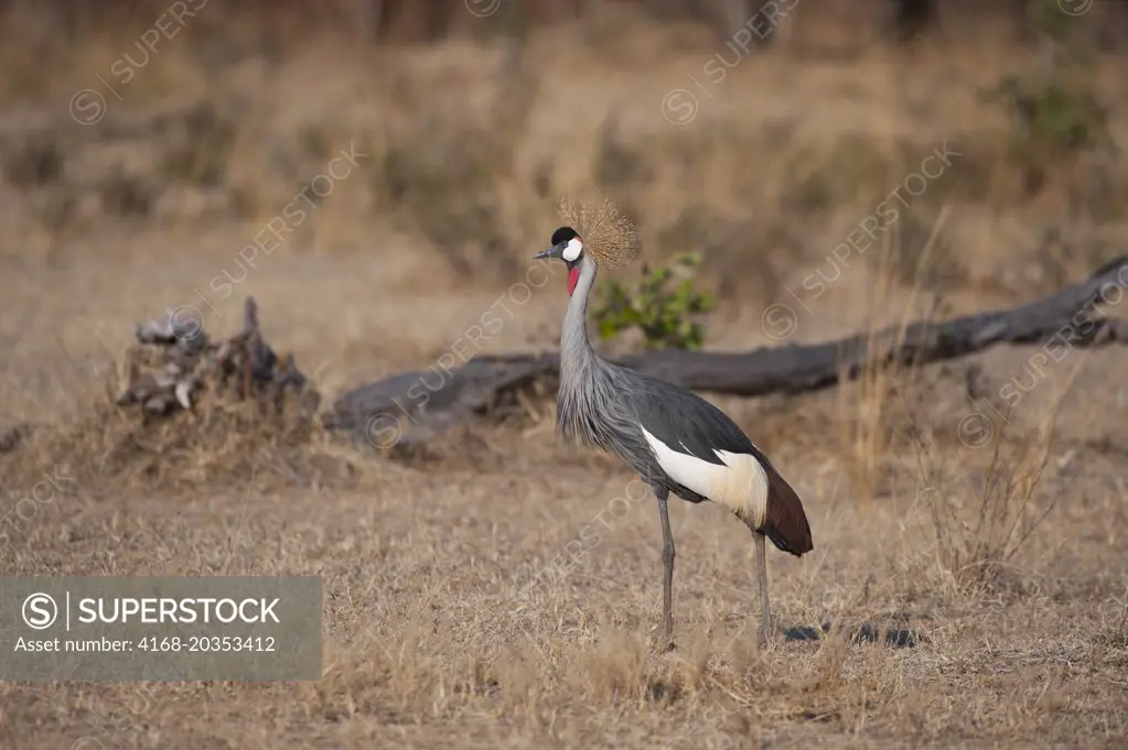 Crowned crane (Balearica pavonina) searching for food in grassland in South Luangwa National Park in eastern Zambia.