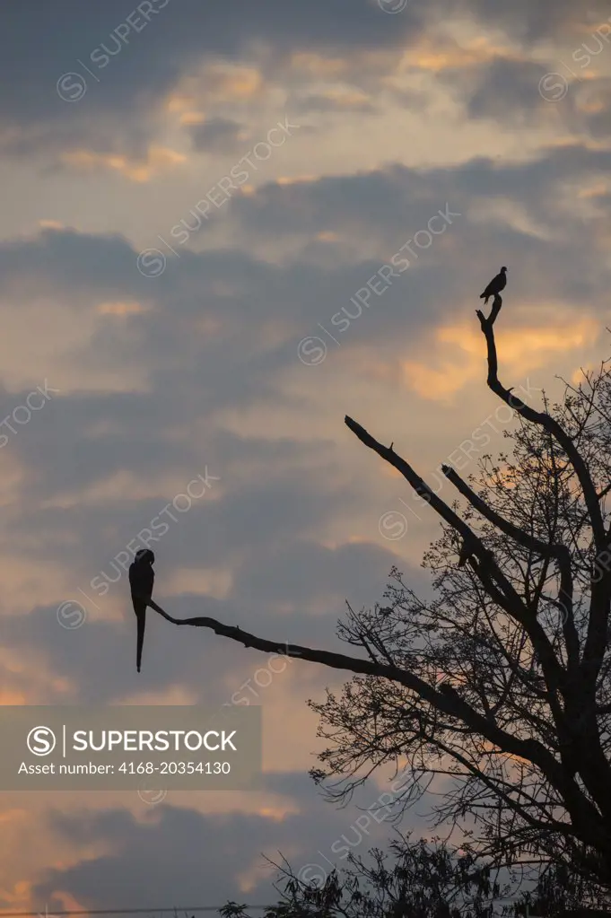 Hyacinth macaw (Anodorhynchus hyacinthinus) sitting on branch of tree at sunrise at the Pouso Alegre Lodge in the northern Pantanal, Mato Grosso province of Brazil.