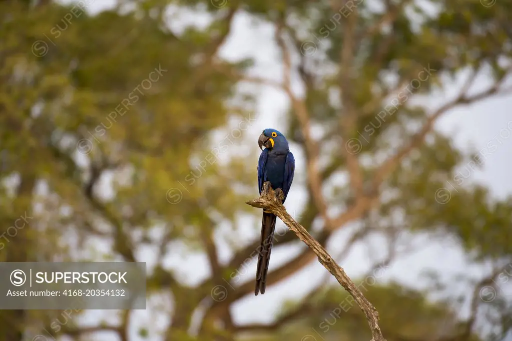 Hyacinth macaw (Anodorhynchus hyacinthinus) perched on tree branch at the Pouso Alegre Lodge in the northern Pantanal, Mato Grosso province of Brazil.
