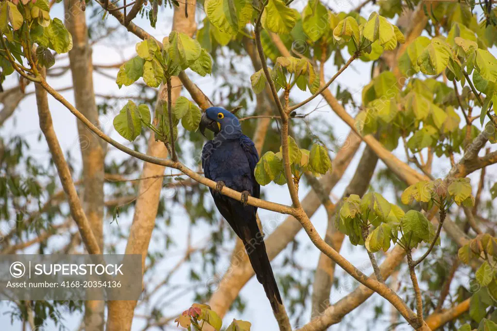 Hyacinth macaw (Anodorhynchus hyacinthinus) perched on tree branch at the Pouso Alegre Lodge in the northern Pantanal, Mato Grosso province of Brazil.