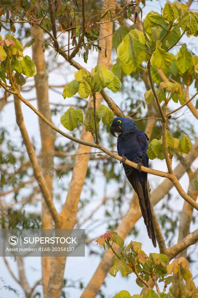 Hyacinth macaw (Anodorhynchus hyacinthinus) perched on tree branch at the Pouso Alegre Lodge in the northern Pantanal, Mato Grosso province of Brazil.