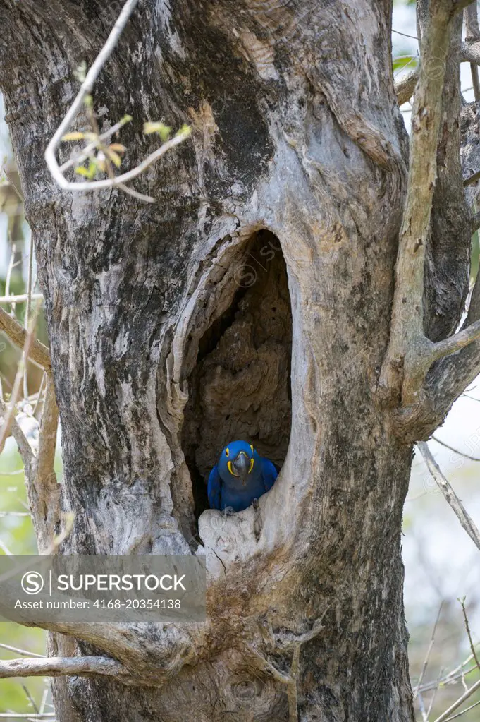 Hyacinth macaw (Anodorhynchus hyacinthinus) peeking out of nesting cavity in tree at the Pouso Alegre Lodge in the northern Pantanal, Mato Grosso province of Brazil.