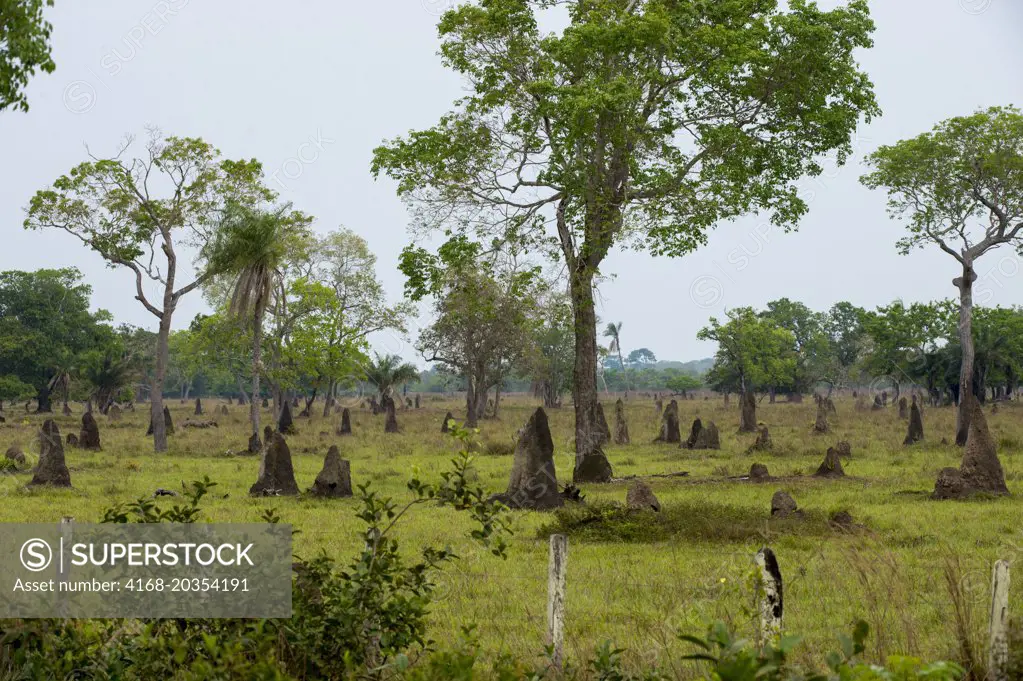 View of termite mounds along the Transpantaneira Highway in the northern Pantanal, Mato Grosso province in Brazil.