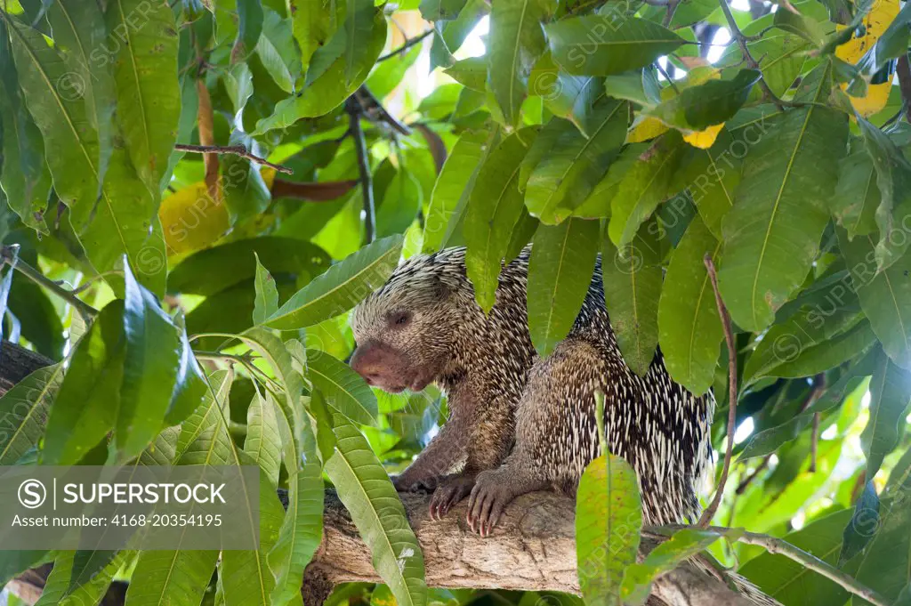 A Brazilian porcupine (Coendou prehensilis) in a tree at Porto Jofre in the northern Pantanal, Mato Grosso province in Brazil.