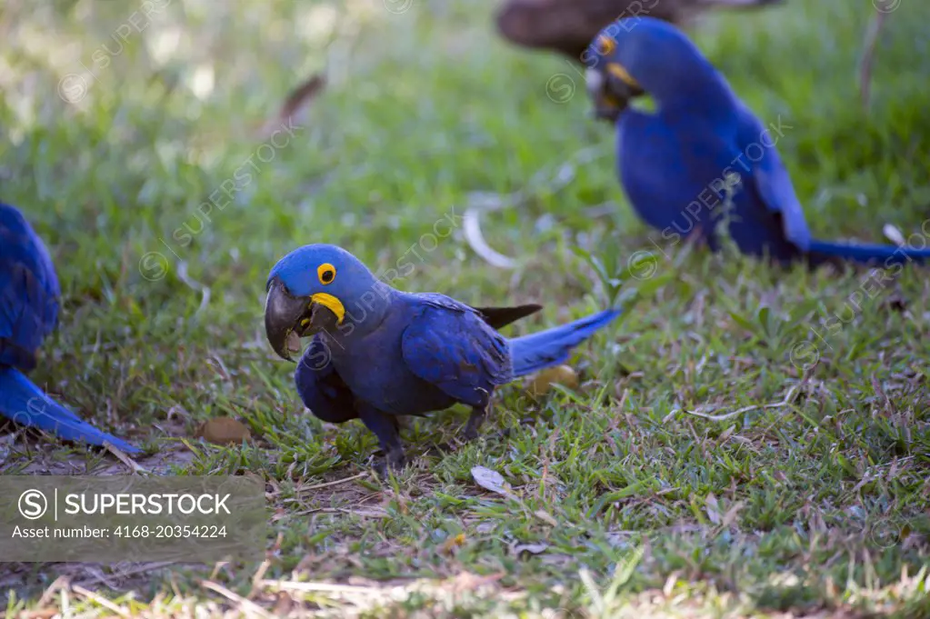 Hyacinth macaws (Anodorhynchus hyacinthinus) feeding on palm tree nuts at Porto Jofre in the northern Pantanal, Mato Grosso province in Brazil.