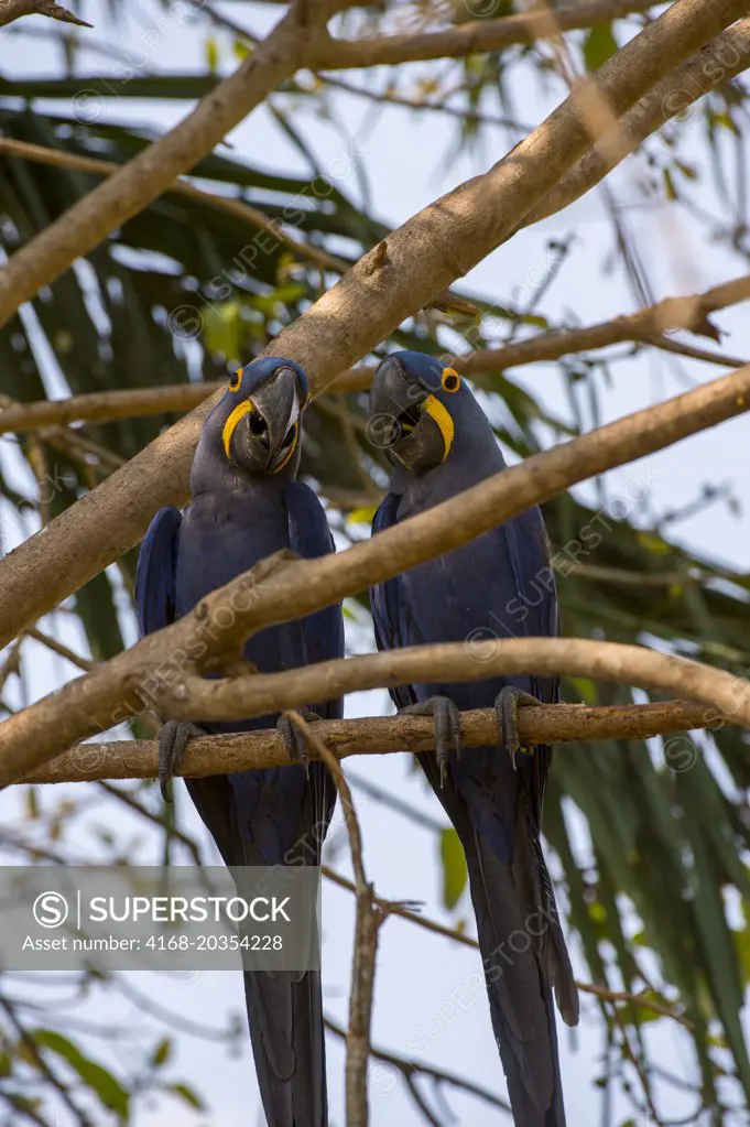 Hyacinth macaws (Anodorhynchus hyacinthinus) sitting in a tree at Porto Jofre in the northern Pantanal, Mato Grosso province in Brazil.