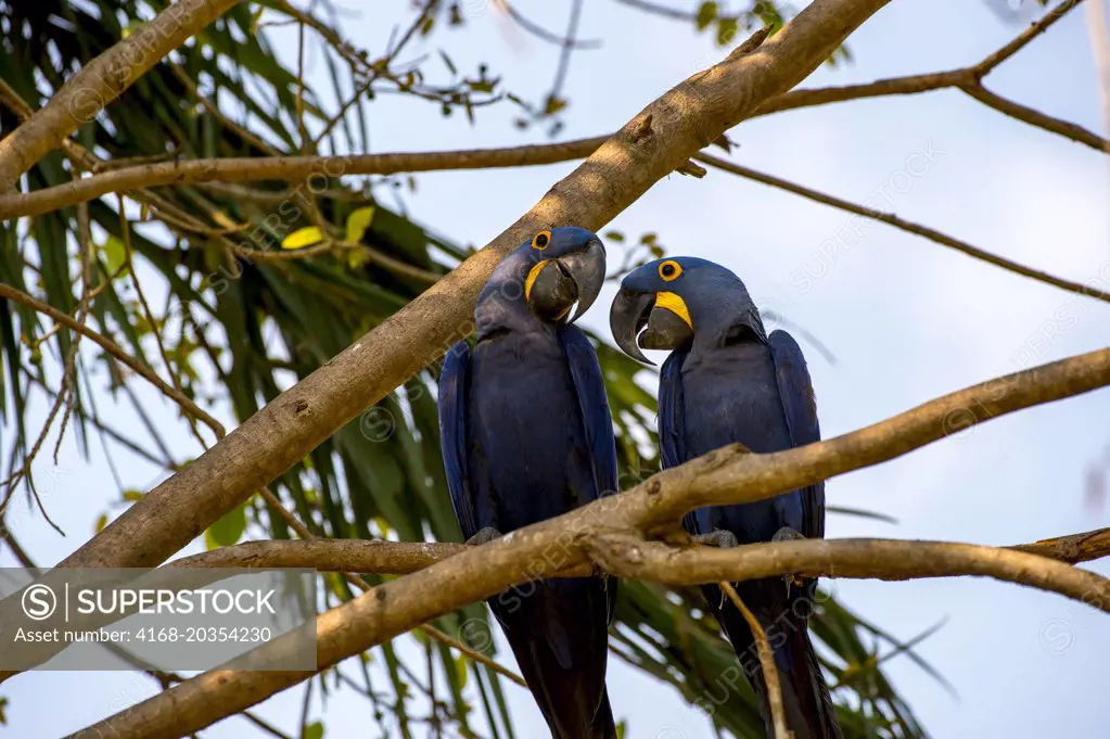 Hyacinth macaws (Anodorhynchus hyacinthinus) sitting in a tree at Porto Jofre in the northern Pantanal, Mato Grosso province in Brazil.