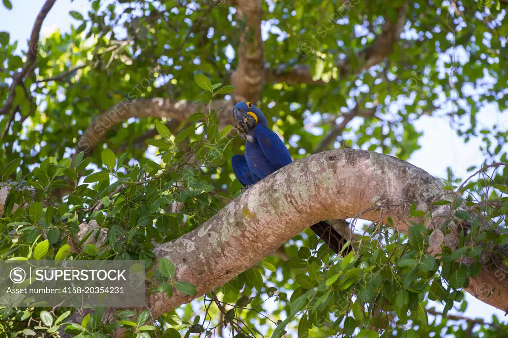 Hyacinth macaw (Anodorhynchus hyacinthinus) sitting in a tree at Porto Jofre in the northern Pantanal, Mato Grosso province in Brazil.