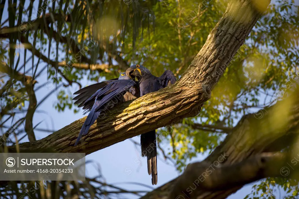 Hyacinth macaws (Anodorhynchus hyacinthinus) courting in a tree at Porto Jofre in the northern Pantanal, Mato Grosso province in Brazil.