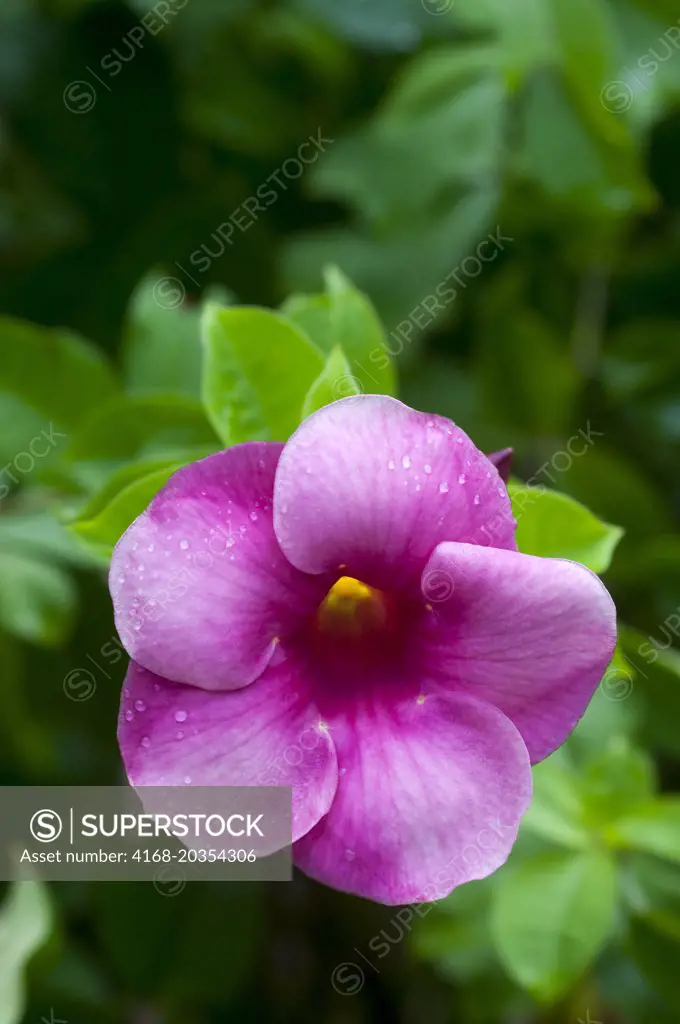 A purple Alamanda flower at the botanical garden of Roseau the capital city of the Caribbean island of Dominica.