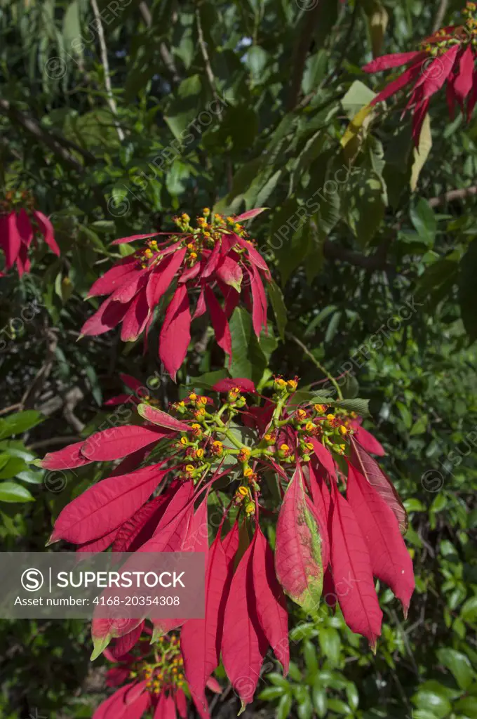 Poinsettia (Euphorbia pulcherrima) with red flowers in Roseau the capital city of the Caribbean island of Dominica.