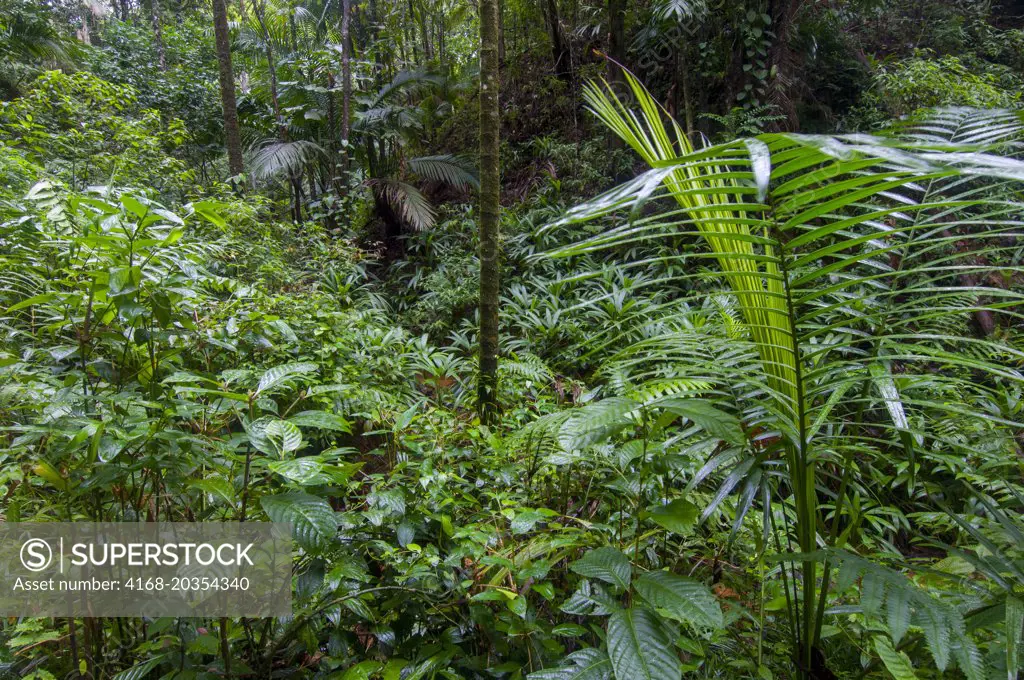 A variety of plants are covering the rainforest floor at the Tobago  Rainforest Preserve on the Caribbean island of Tobago.