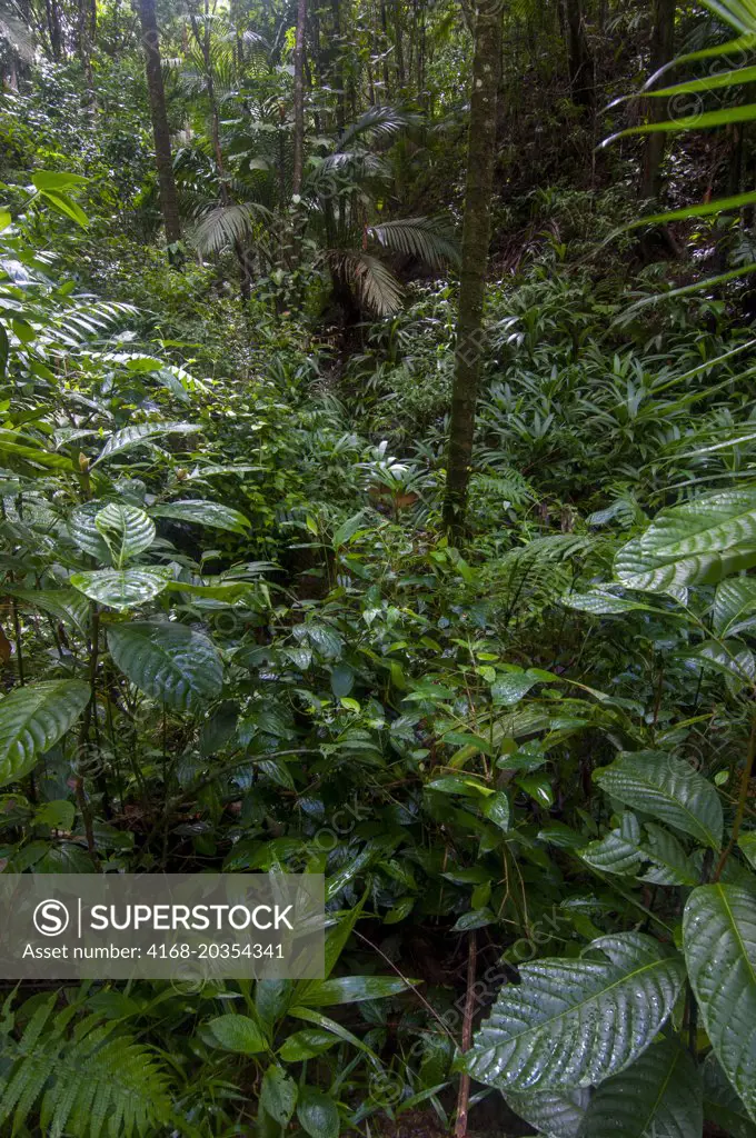 A variety of plants are covering the rainforest floor at the Tobago  Rainforest Preserve on the Caribbean island of Tobago.