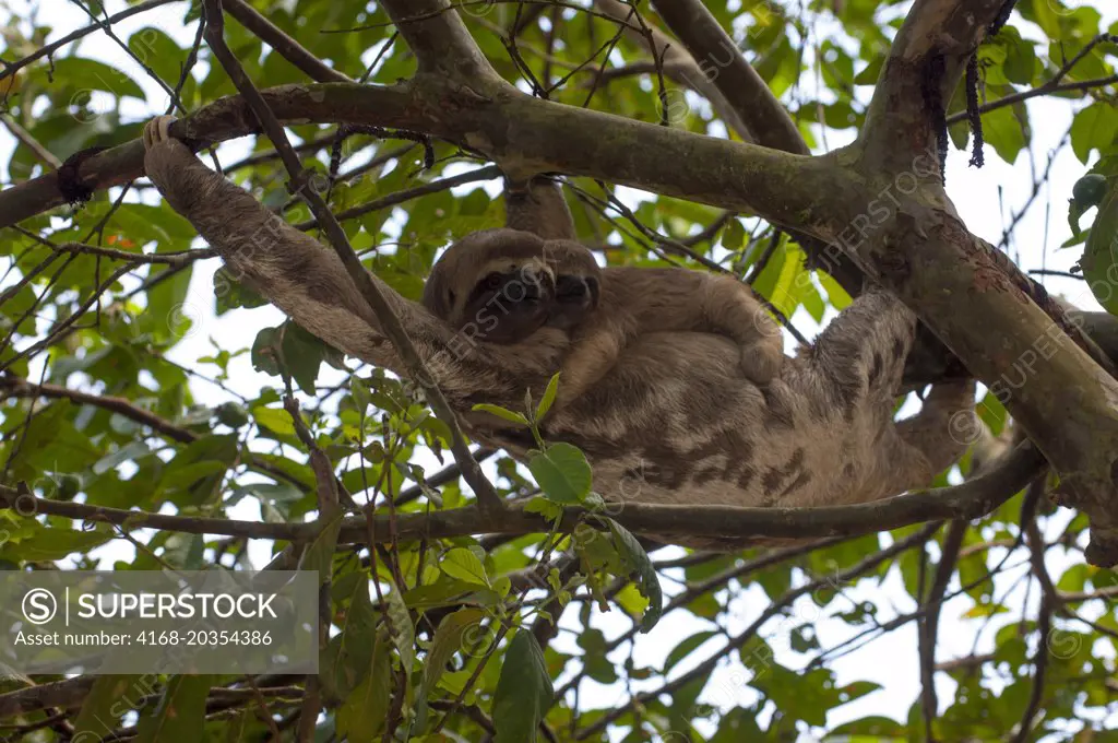 A Three-toed sloth (bradypus tridactylus) carrying a baby in a tree in the rain forest along the Ucayali River in the Peruvian Amazon River basin near Iquitos.