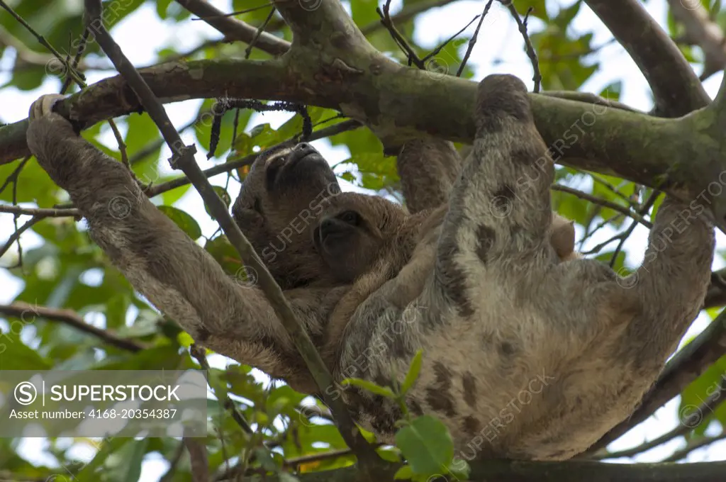 A Three-toed sloth (bradypus tridactylus) carrying a baby in a tree in the rain forest along the Ucayali River in the Peruvian Amazon River basin near Iquitos.