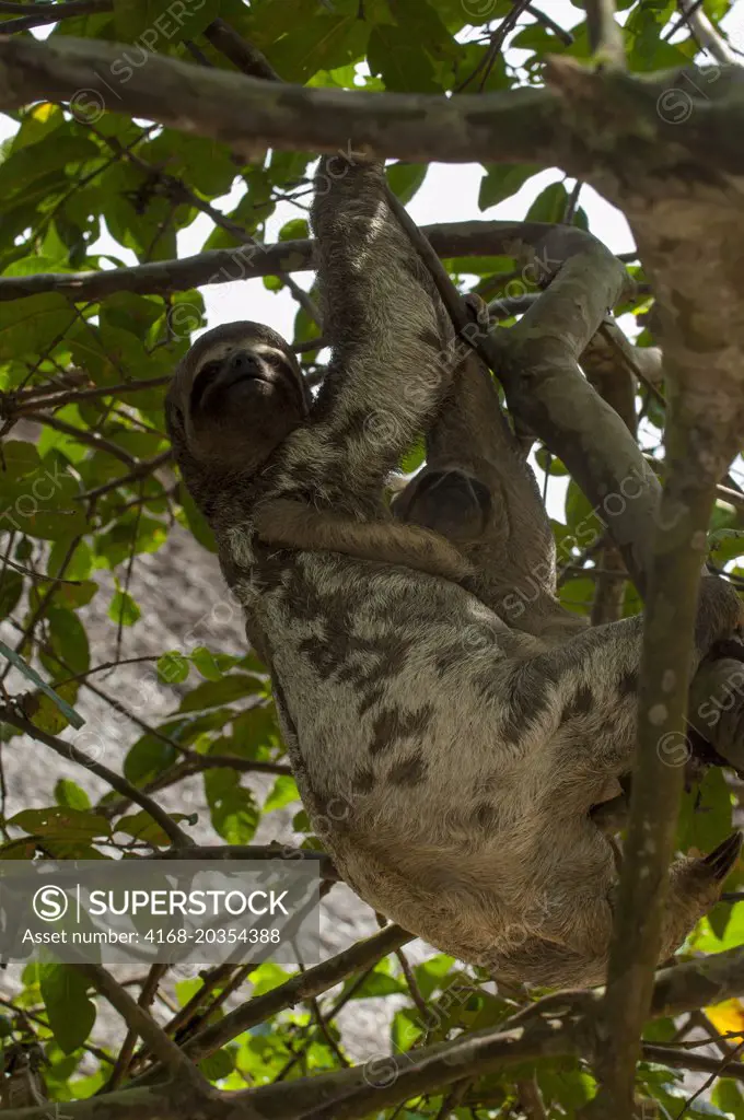 A Three-toed sloth (bradypus tridactylus) carrying a baby in a tree in the rain forest along the Ucayali River in the Peruvian Amazon River basin near Iquitos.