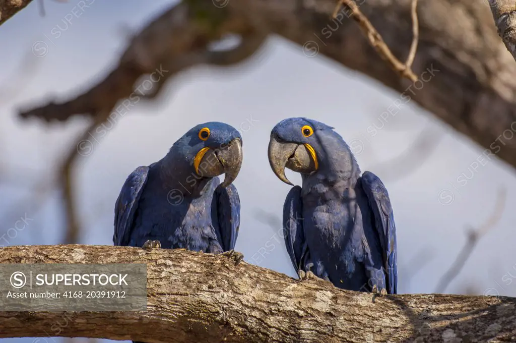 Hyacinth macaws (Anodorhynchus hyacinthinus) sitting on branch of tree at Caiman Ranch in the Southern Pantanal, Mato Grosso province of Brazil.