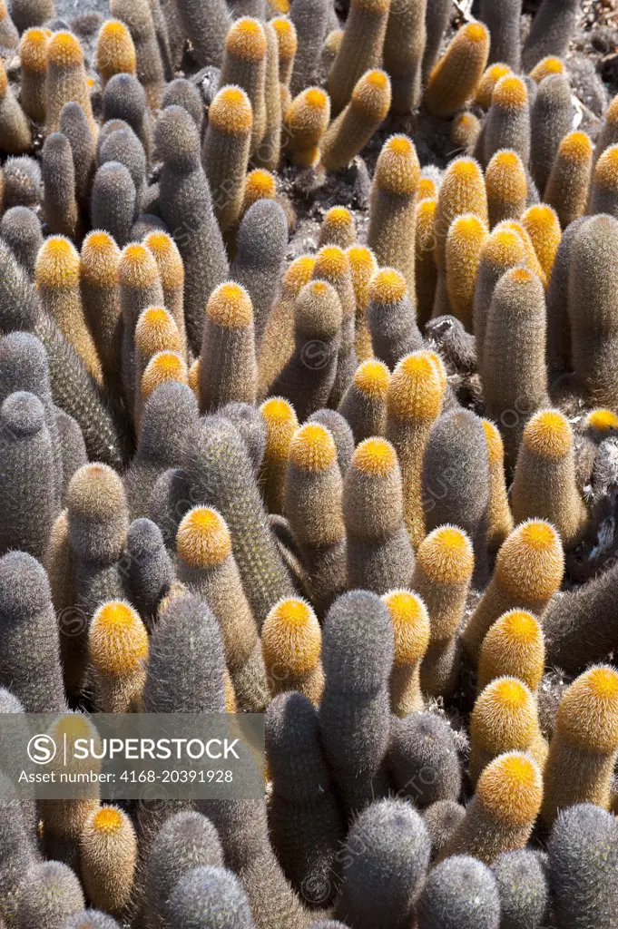 A group of Lava cacti growing on lava rock on Fernandina Island in the Galapagos Islands, Ecuador.