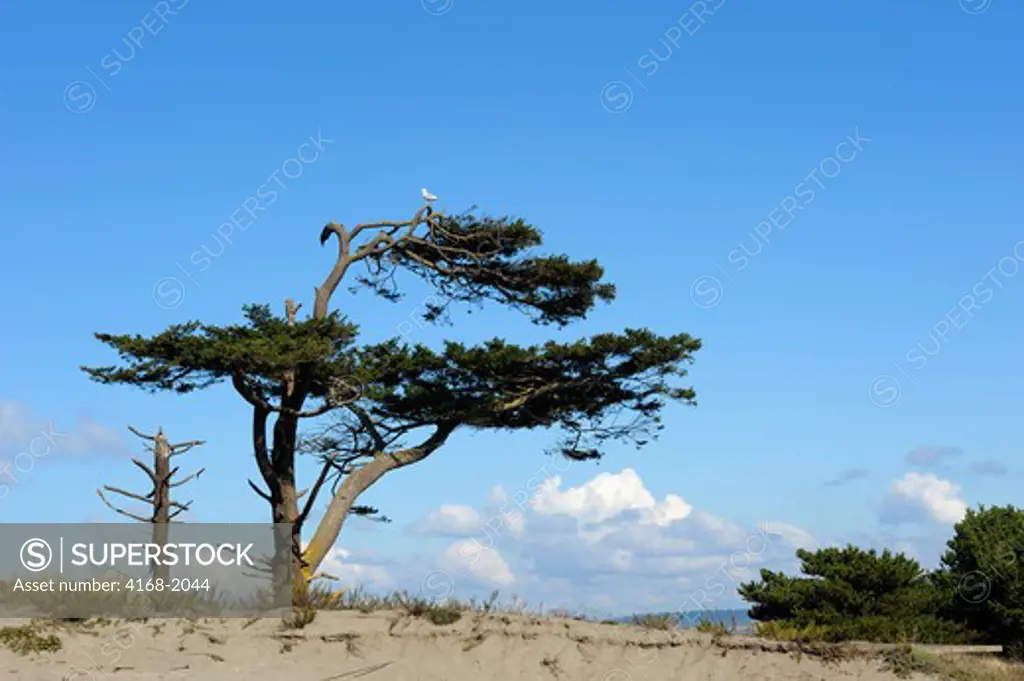 Usa, Washington State, Port Townsend, Fort Worden State Park, Douglas Fir Tree Shaped By Wind