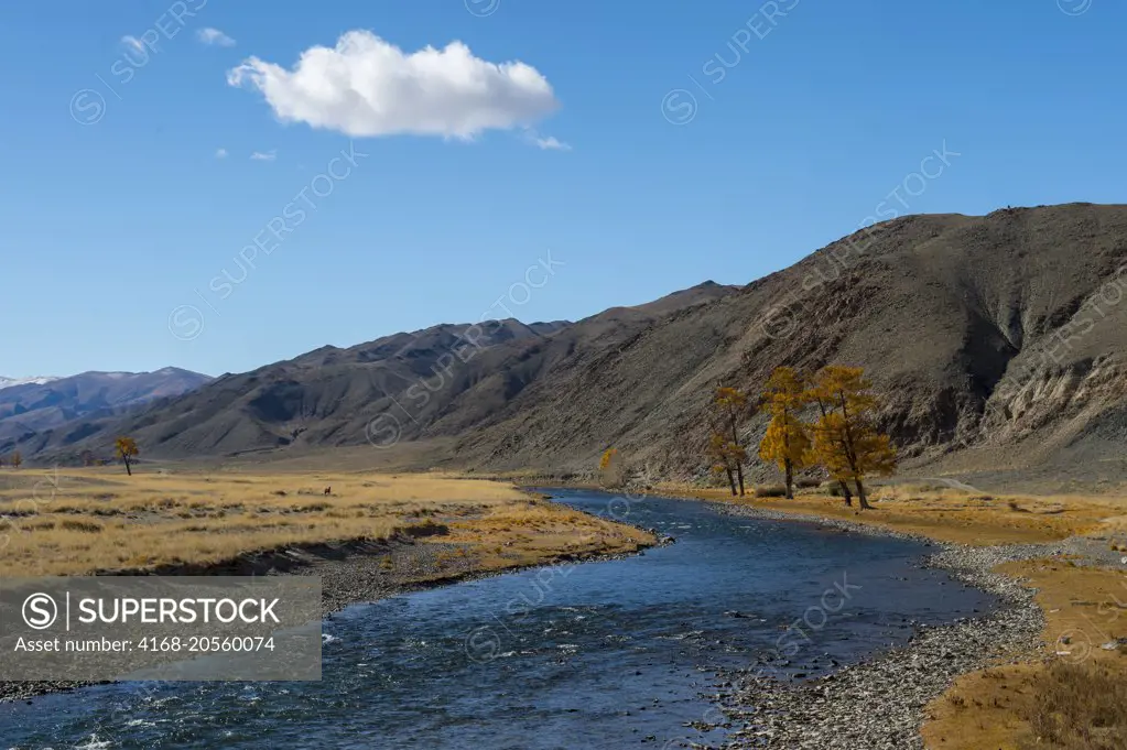 Larch trees in the fall along the Sagsai River in the Sagsai Valley in the Altai Mountains near the city of Ulgii (Ölgii) in the Bayan-Ulgii Province in western Mongolia.
