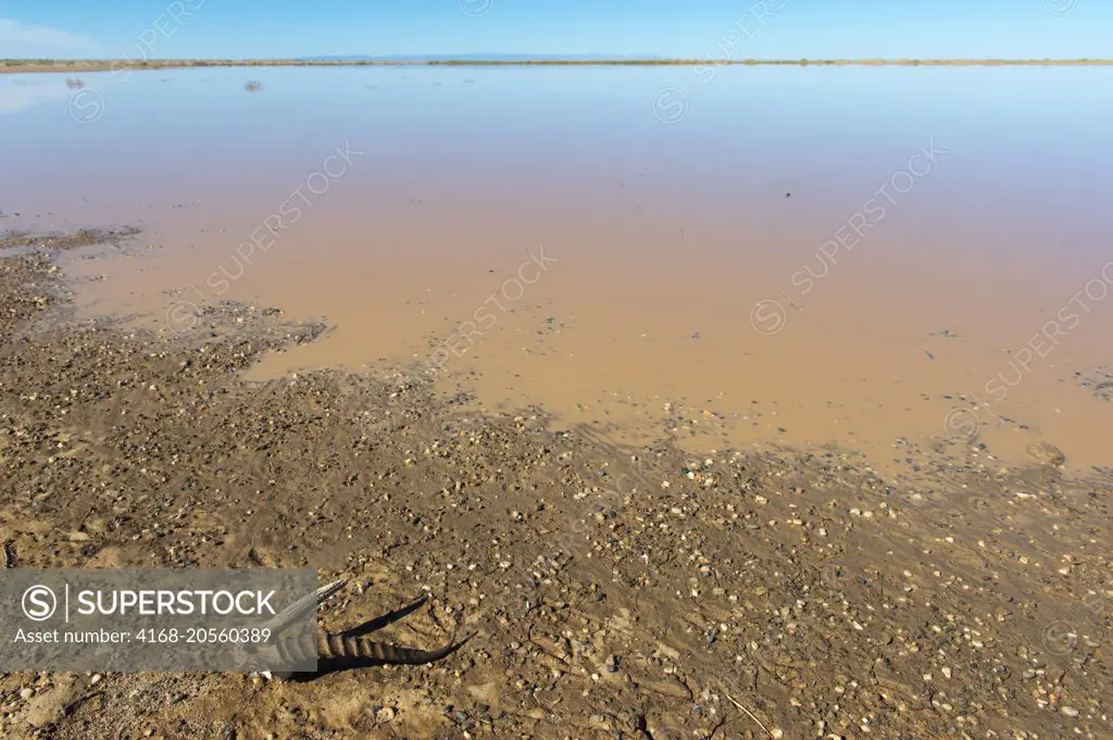 Horns of a Mongolian gazelle which is also known as the white-tailed gazelle or the Zeren gazelle at the shore of a lake formed after rainfall in the Gobi Desert near Bulgan, Mongolia.