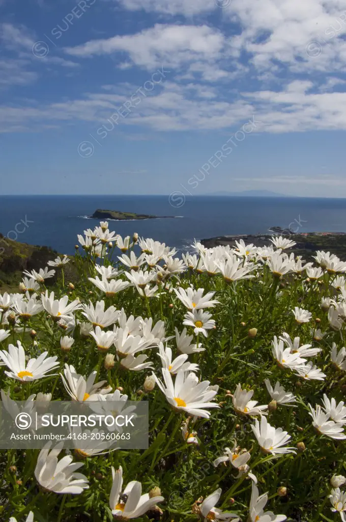 Daisy flowers (Argyranthemum) along the shore near Santa Cruz on Graciosa Island in the Azores, Portugal.