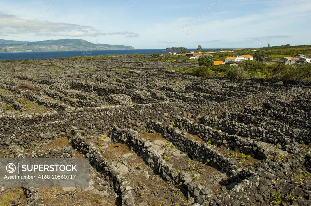 The Landscape of the Pico Island Vineyard Culture (UNESCO World Heritage Site) in springtime protected from the elements by a lava rock wall on Pico Island in the Azores, Portugal.