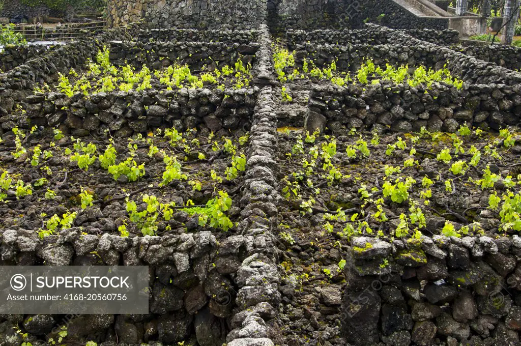 Lush green vines in springtime protected from the elements by a lava rock wall in the vineyard of the wine museum in Biscoitos on Terceira Island in the Azores, Portugal.