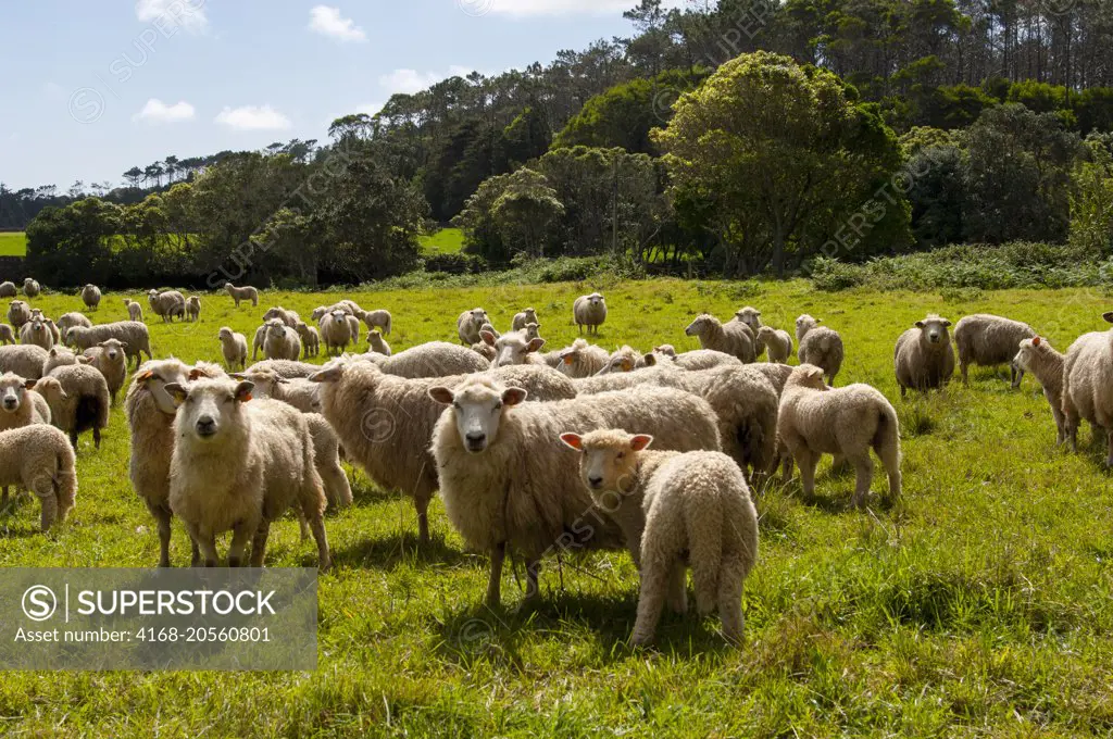 A sheep herd on a pasture on Santa Maria Island in the Azores, Portugal.