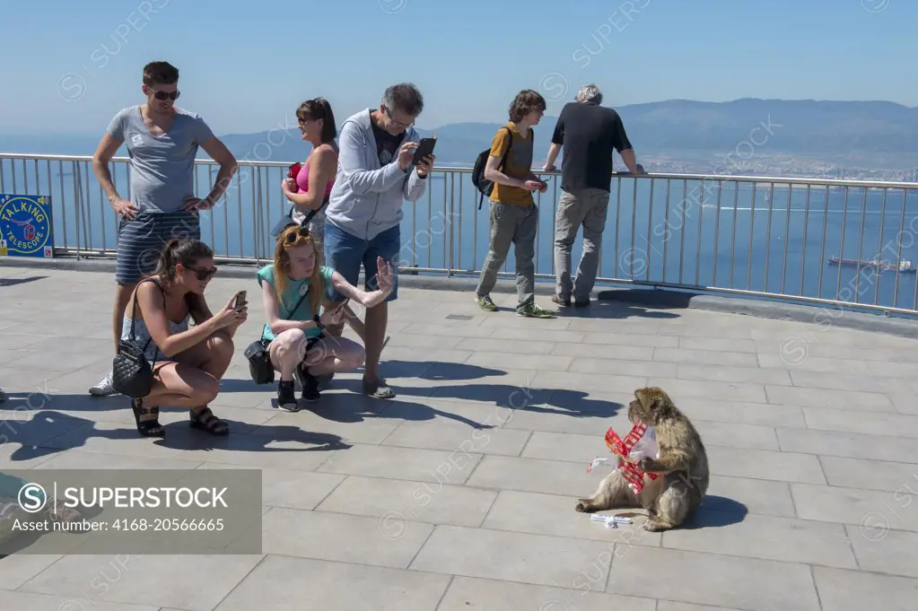 A Barbary macaque (Macaca sylvanus) is eating a bag of potato chips, stolen from a tourist, on the observation platform at the top of the Rock of Gibraltar, which is a British Overseas Territory, located on the southern end of the Iberian Peninsula.