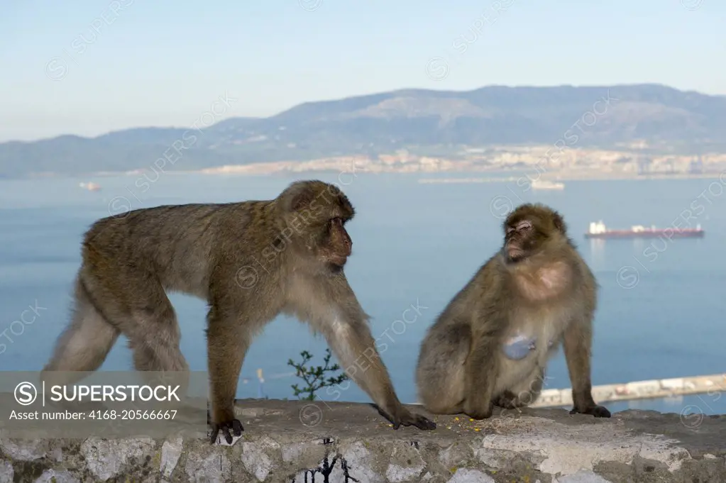 Barbary macaques (Macaca sylvanus) at the Rock of Gibraltar, which is a British Overseas Territory, located on the southern end of the Iberian Peninsula.
