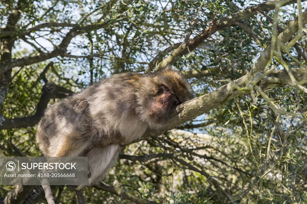 A Barbary macaque (Macaca sylvanus) is sleeping in a tree at the Rock of Gibraltar, which is a British Overseas Territory, located on the southern end of the Iberian Peninsula.