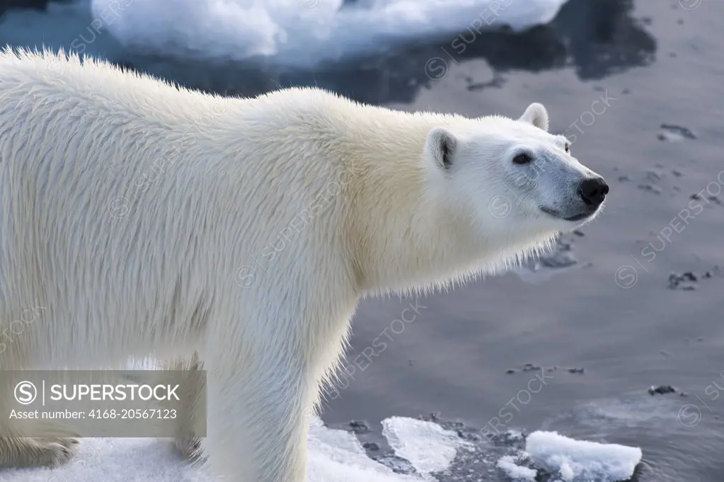 A close-up of a polar bear (Ursus maritimus) on the pack ice north of Svalbard, Norway.