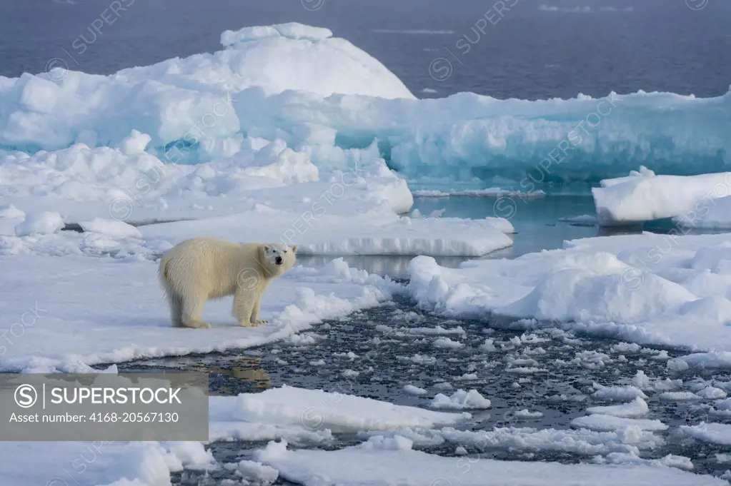 A polar bear (Ursus maritimus) on the pack ice north of Svalbard, Norway.