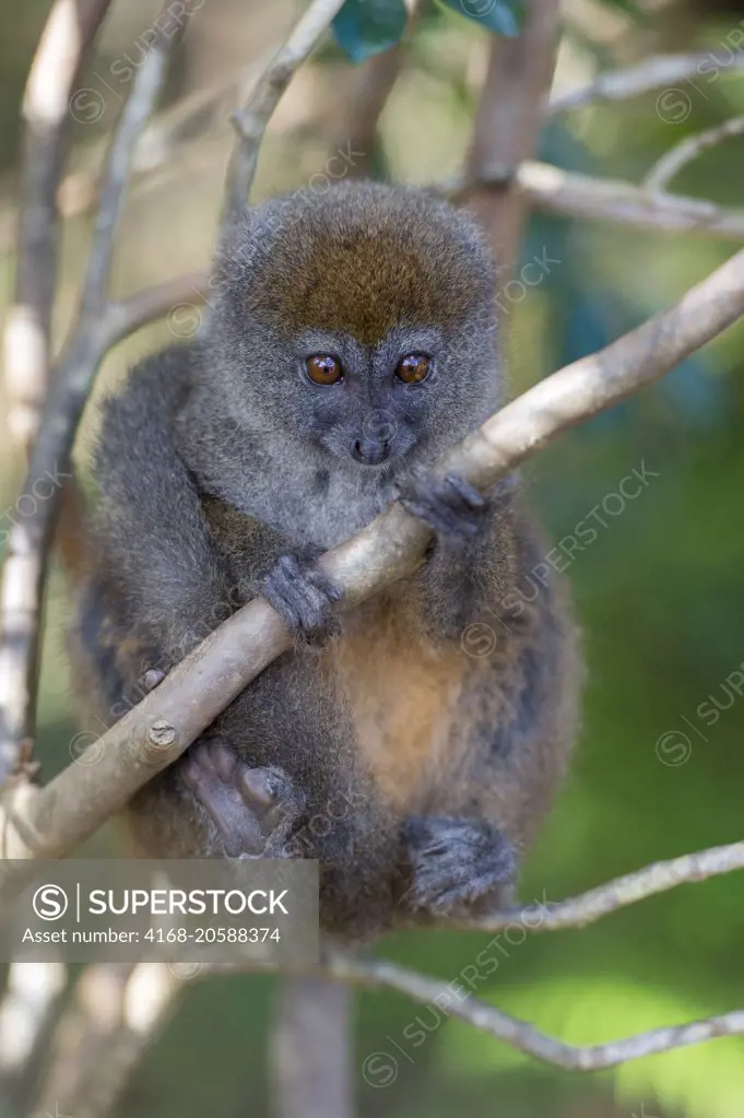 Eastern grey bamboo lemur (Hapalemur griseus), on Lemur Island near Perinet Reserve, Madagascar.