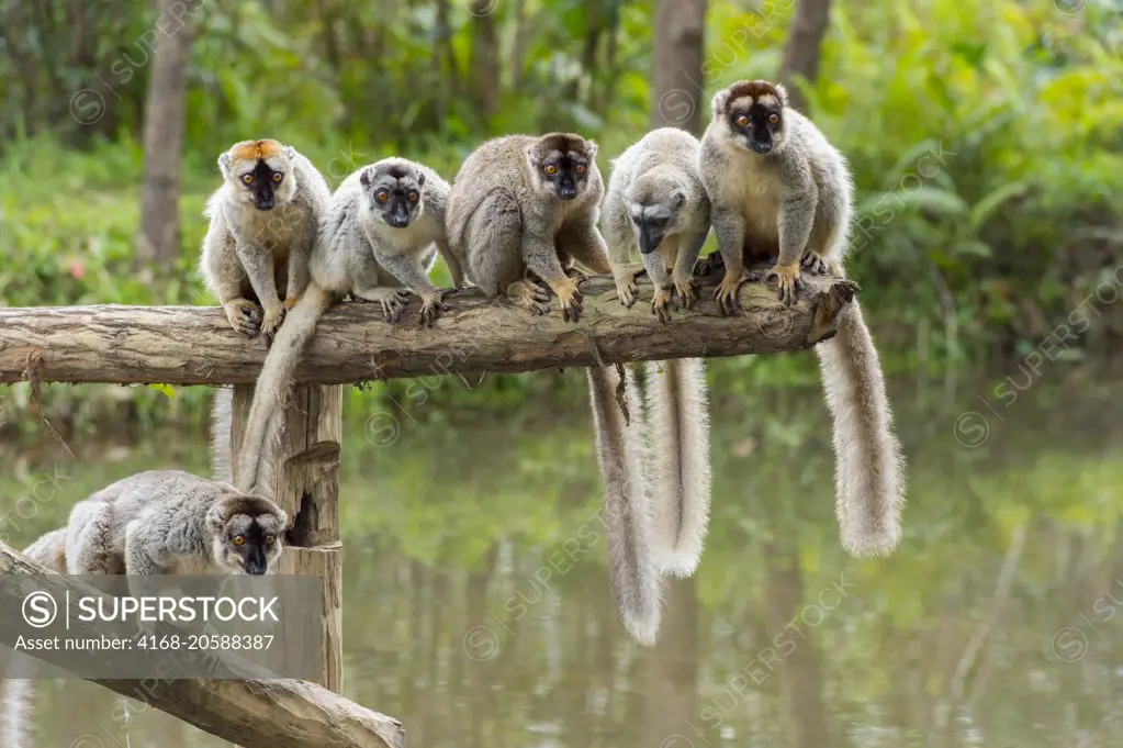 Red-fronted brown lemurs (Eulemur rufifrons) sitting on log, Lemur Island near Perinet Reserve, Madagascar.