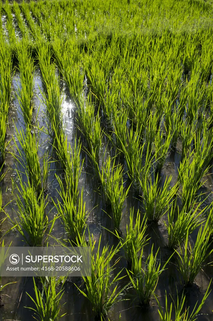 Green rice field near Morondava, Western Madagascar.