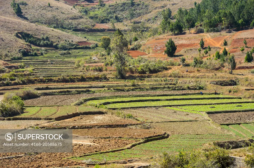 View of terraced fields from Lemur Park near Antananarivo, Madagascar.