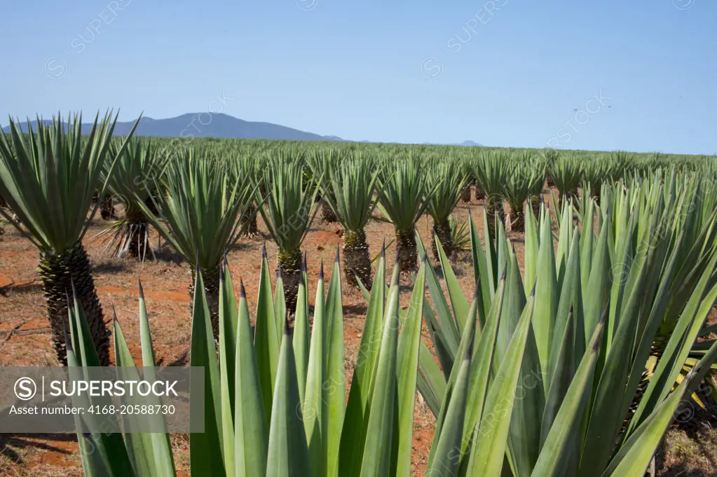 Sisal (Agave sisalana) plantation near Berenty in southern Madagascar.  The fibers are being used for the production of ropes and twine.