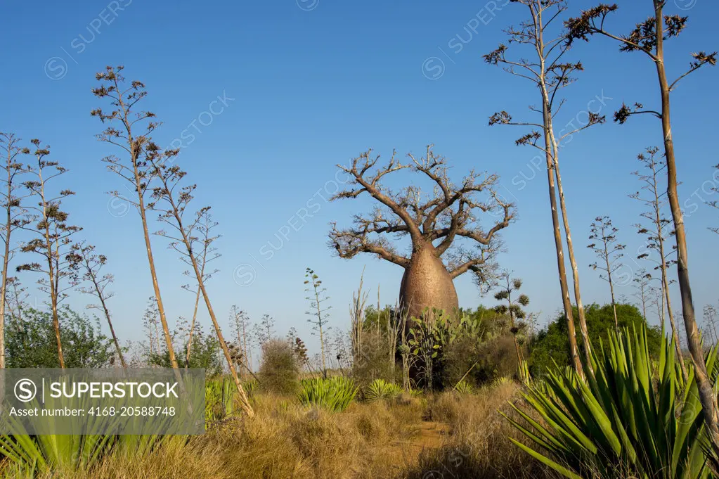 Fony baobab tree (Adansonia rubrostipa) near Berenty Reserve in southern Madagascar.