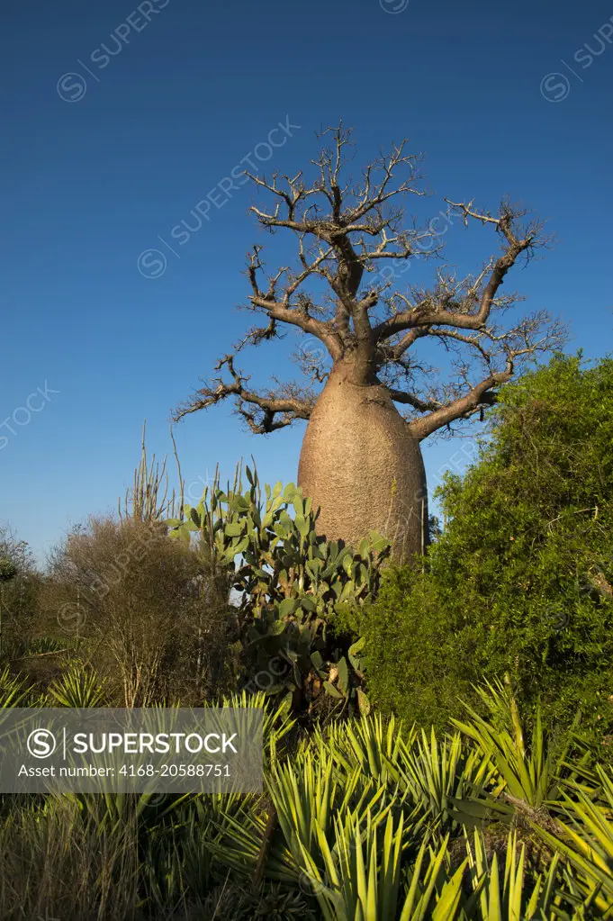 Fony baobab tree (Adansonia rubrostipa)near Berenty Reserve in southern Madagascar.