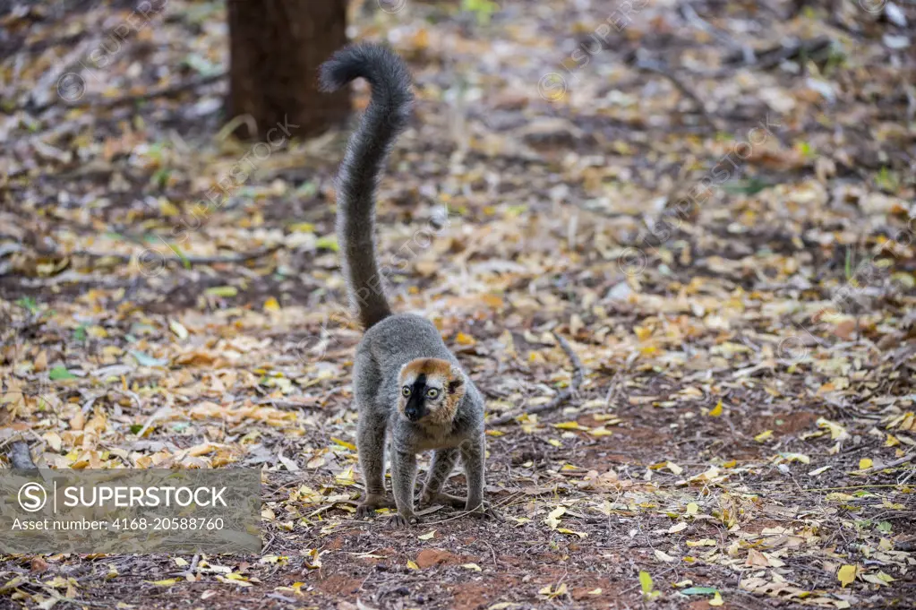 Red-fronted brown lemur (Eulemur rufifrons) at Berenty Reserve in southern Madagascar.